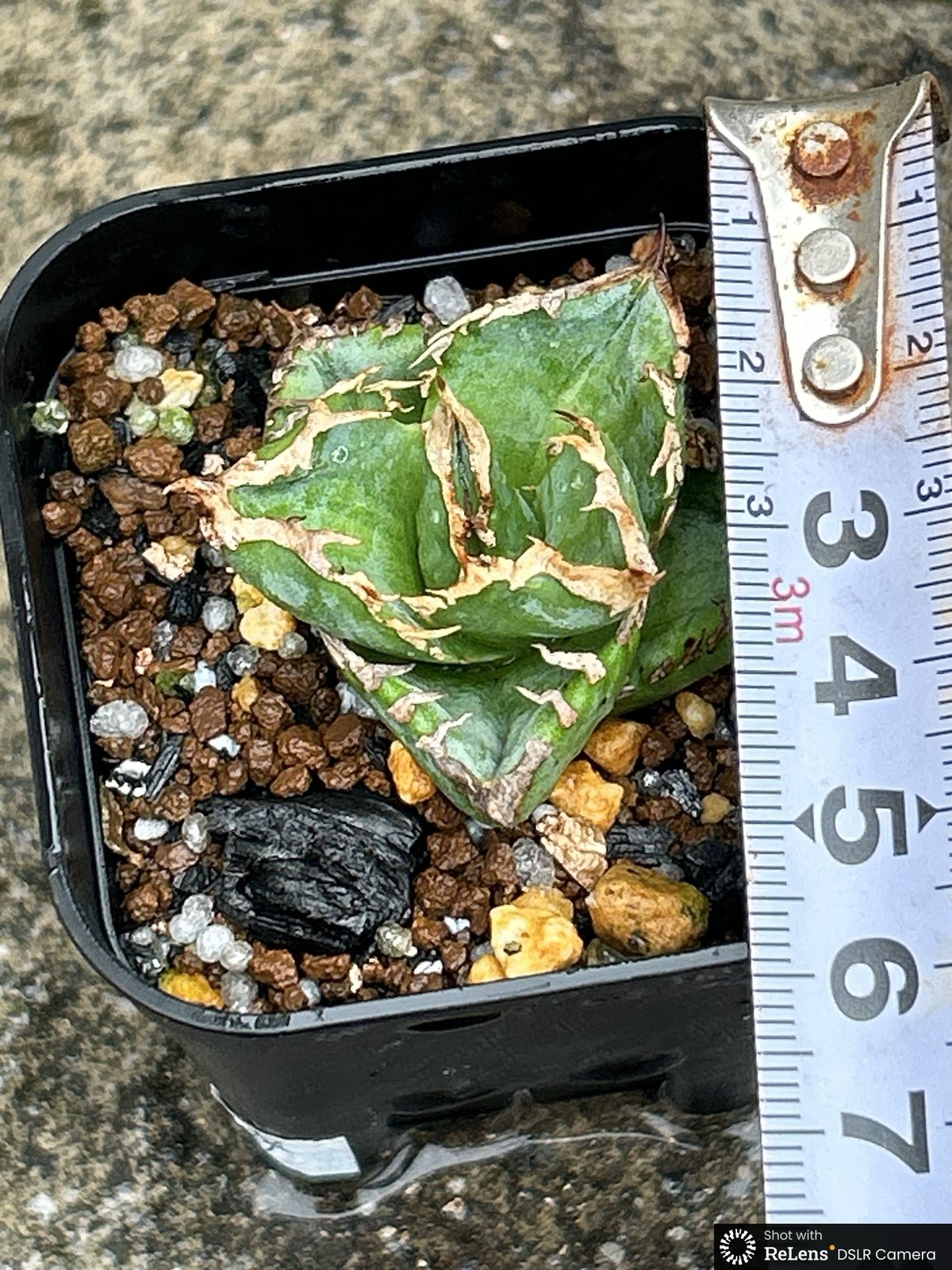 アガベチタノタ白豪棘 agave titanota White Fierce Spines鉢付