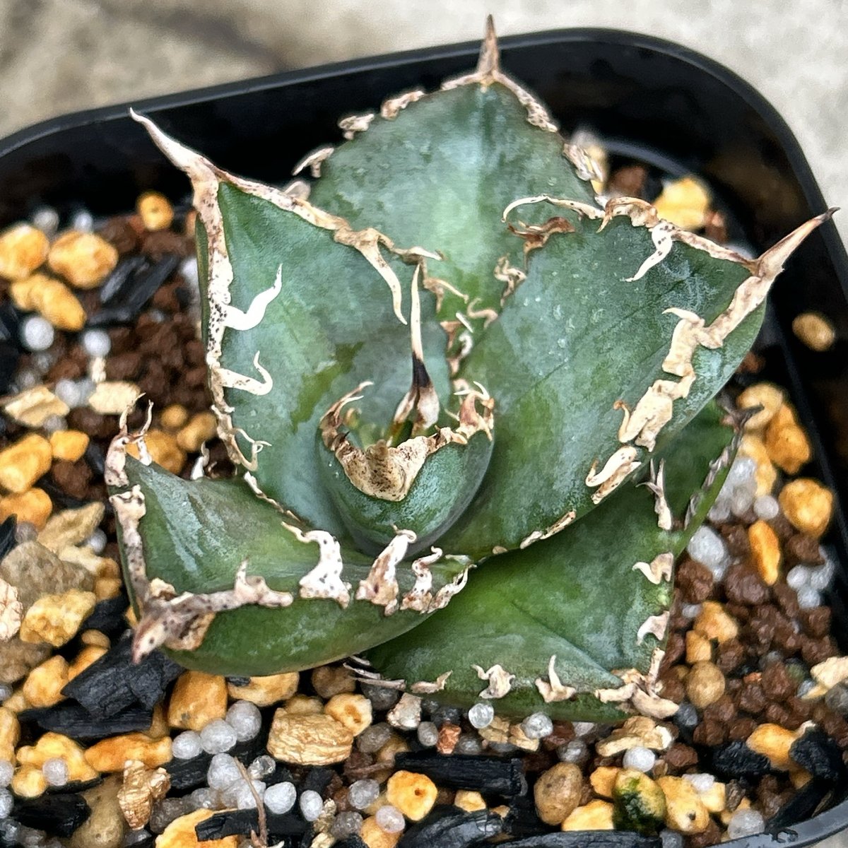アガベ チタノタ コブラ 眼鏡蛇 agave titanota cobra アガベチタノタコブラ 眼鏡蛇 Agave titanota Cobra 鉢付き発送 | bl