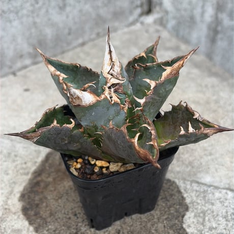 アガベホワイトファイヤー | STORES