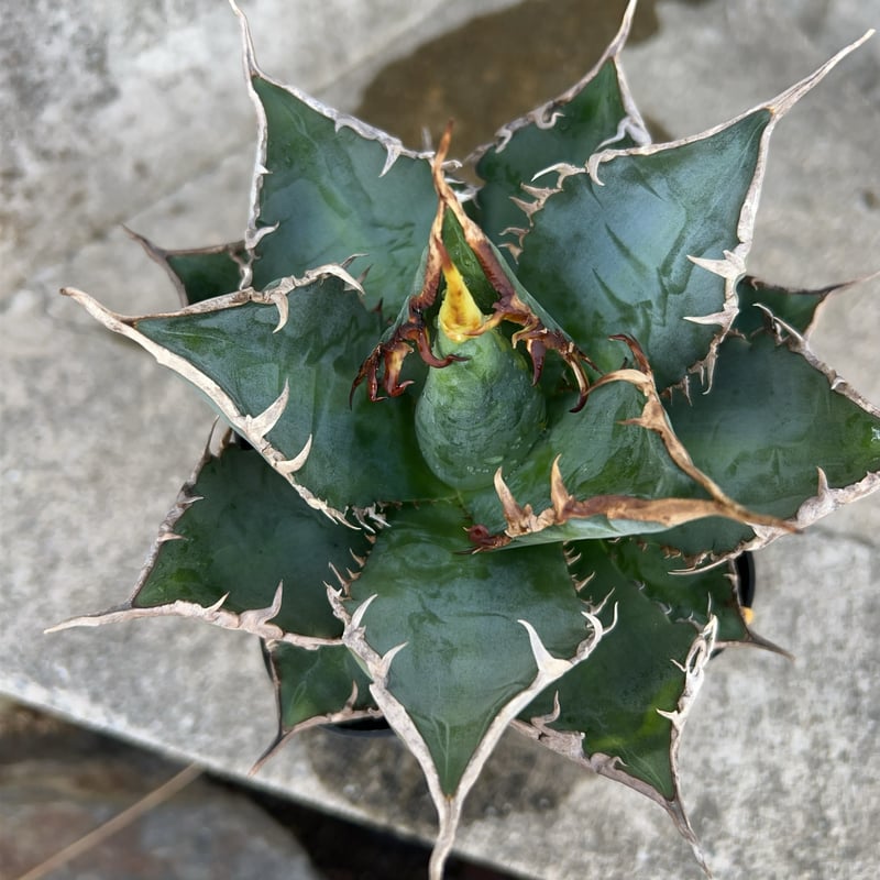 アガベ チタノタ 海王 鉢付き発送 | blackmonster plants