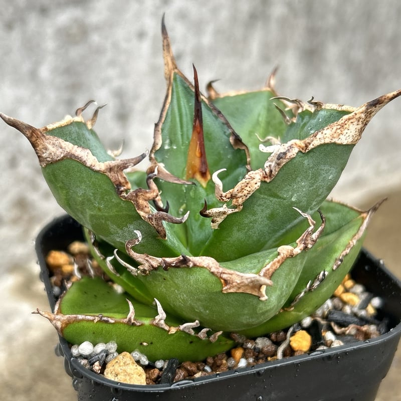 アガベチタノタ赤魔 agave titanota redghost 鉢付き発送 | blac