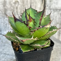 アガベ チタノタ 白鯨錦 縞斑錦 乱れ縞斑 Agave titanota 'White Wha