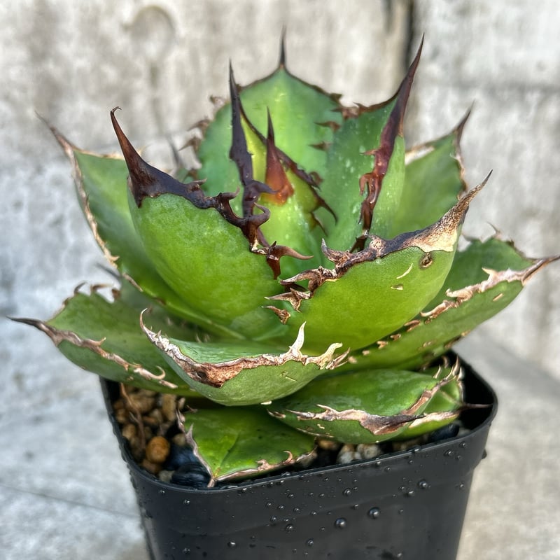 アガベ チタノタ シャークソード 鯊魚剣 鉢付き発送 | blackmonster