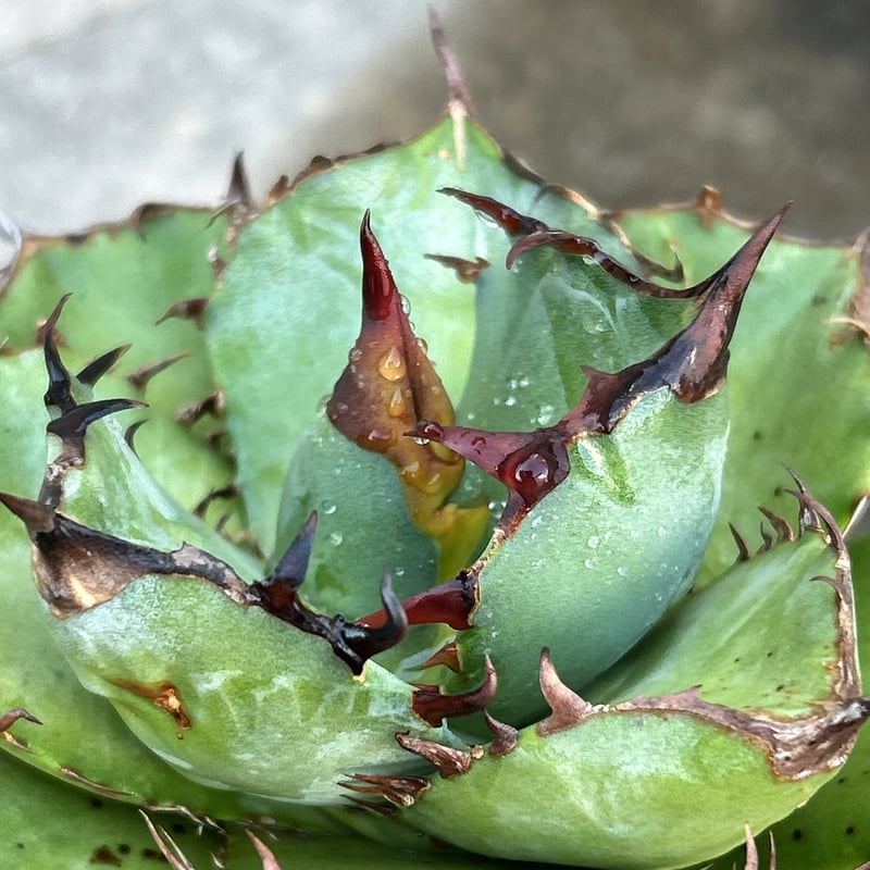 パ*パ様 【有望株】Agave \"選抜OTEROI \" アガベ・オテロイ(Lot.001～003)Agave Oteroi | WeAreBotanical