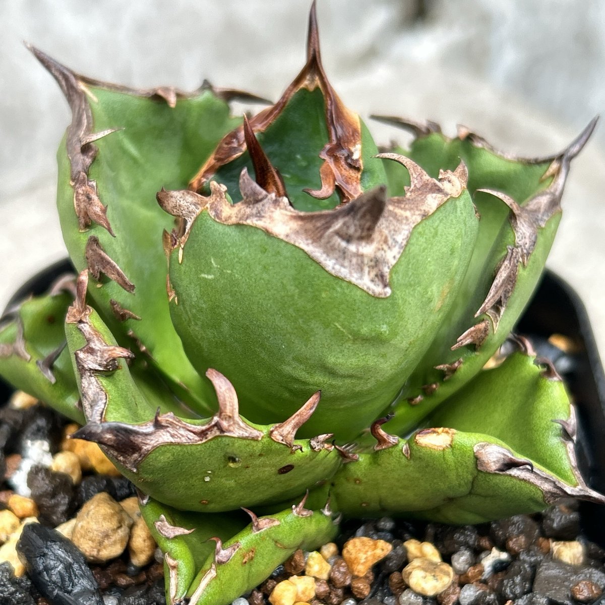 アガベ チタノタ 翼竜 プテラノドン Agave titanota Pteranodon