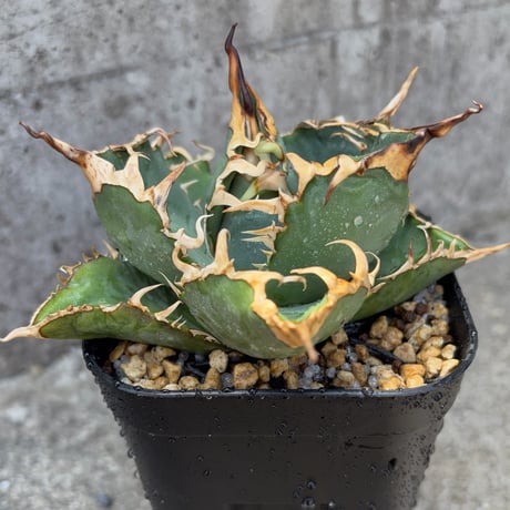 blackmonster plants