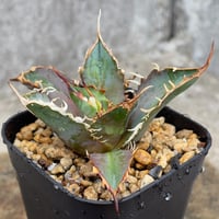 アガベ チタノタ 鬼之刃  Agave titanota 'Oni no Yaiba' 鉢付き発送