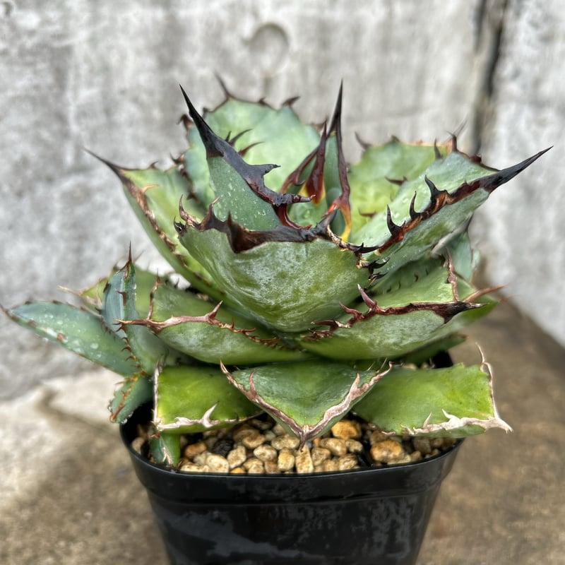 アガベ チタノタ 龍牙 agave titanota dragon fang 子株3株付き鉢付
