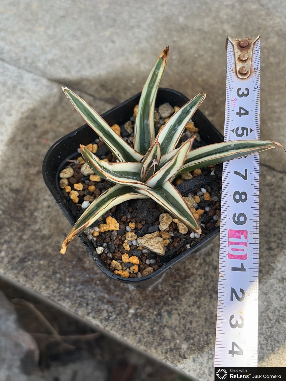 アガベ 笹の雪 氷山 白覆輪種 Agave victoriae-reginae 'Hyouza