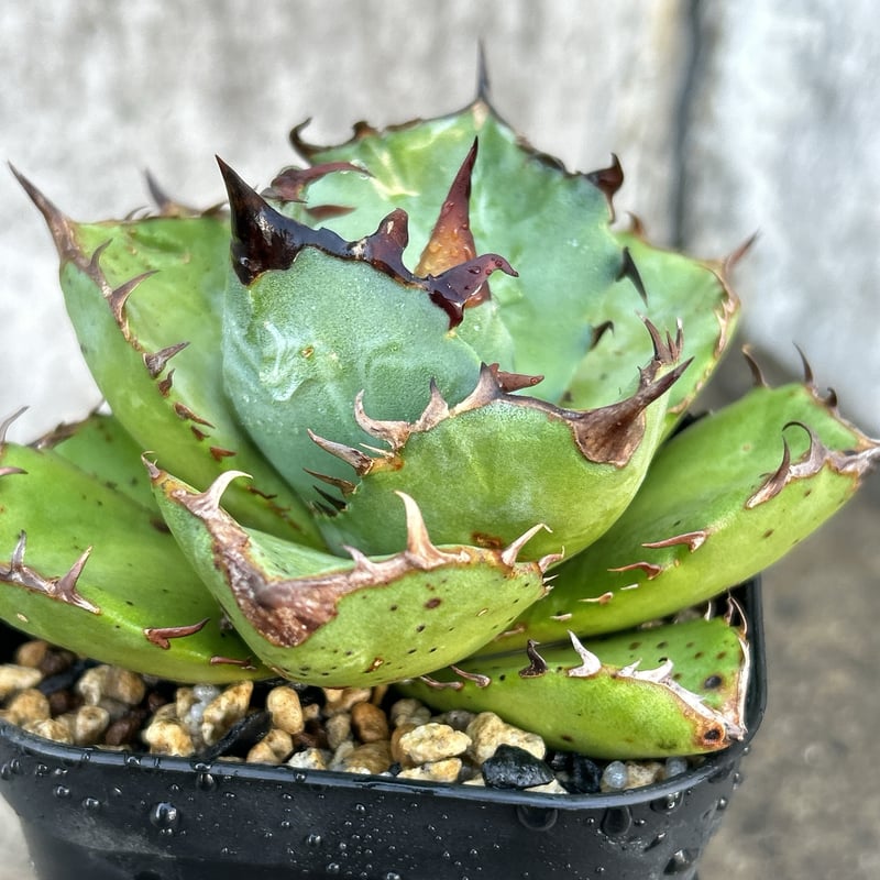 BMP産）アガベ オテロイ Agave oteroi 選抜BMP04 鉢付き発送 | bl