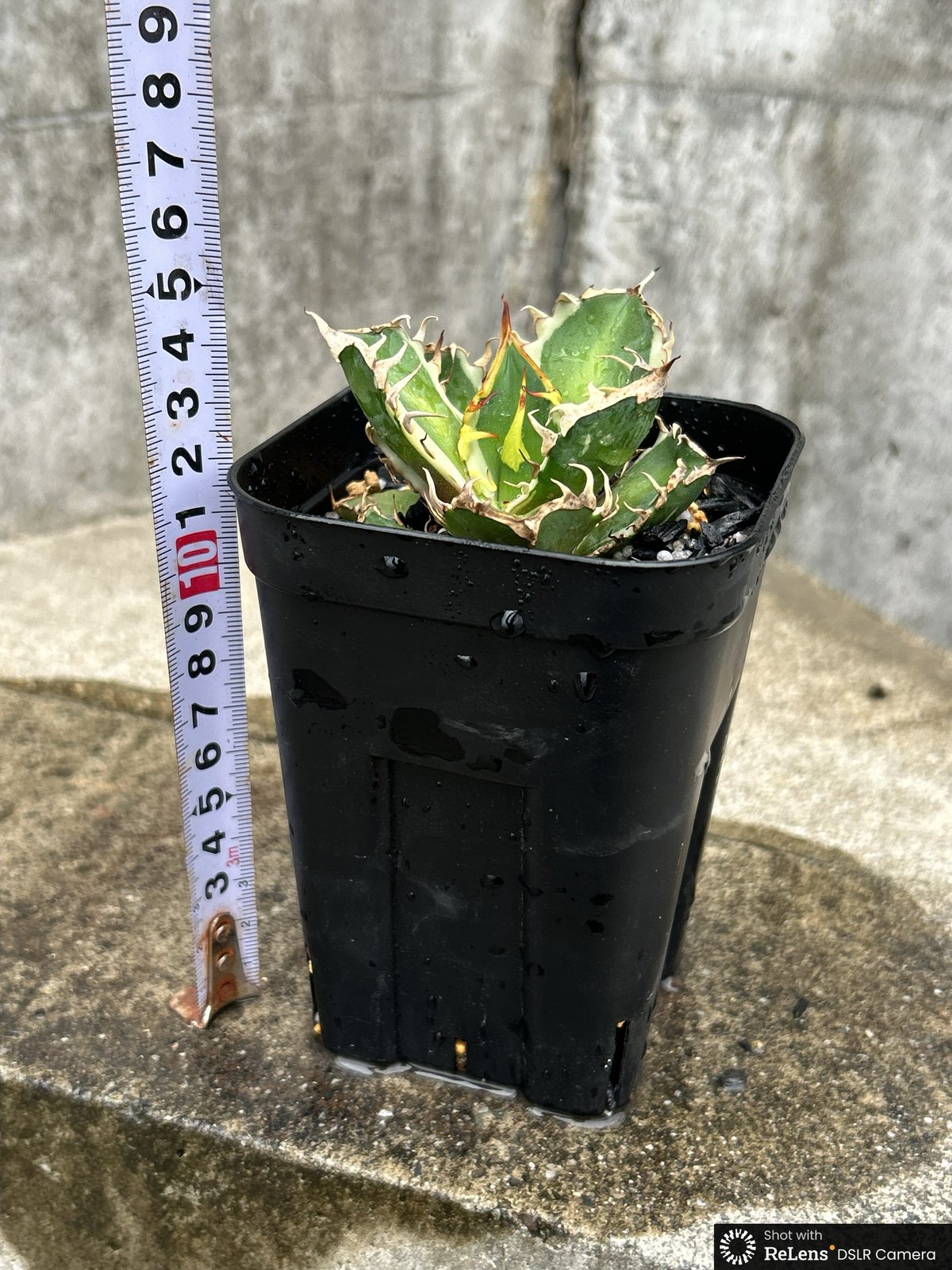 アガベ チタノタ レッドキャットウィーズル錦 地獄猫 赤猫錦 白覆輪斑