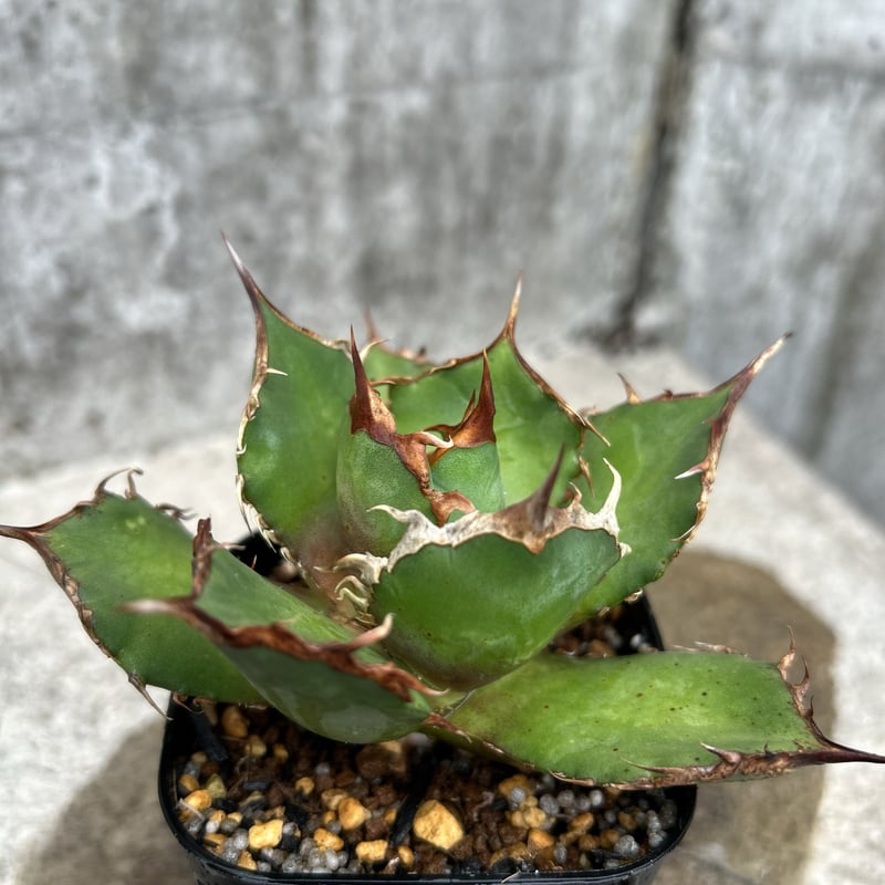 アガベ チタノタ FO-076 鉢付き発送 | blackmonster plants