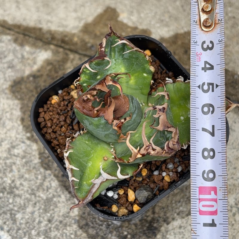 アガベチタノタ悪魔くん BAKEMONO Agave titanota “Little Dev