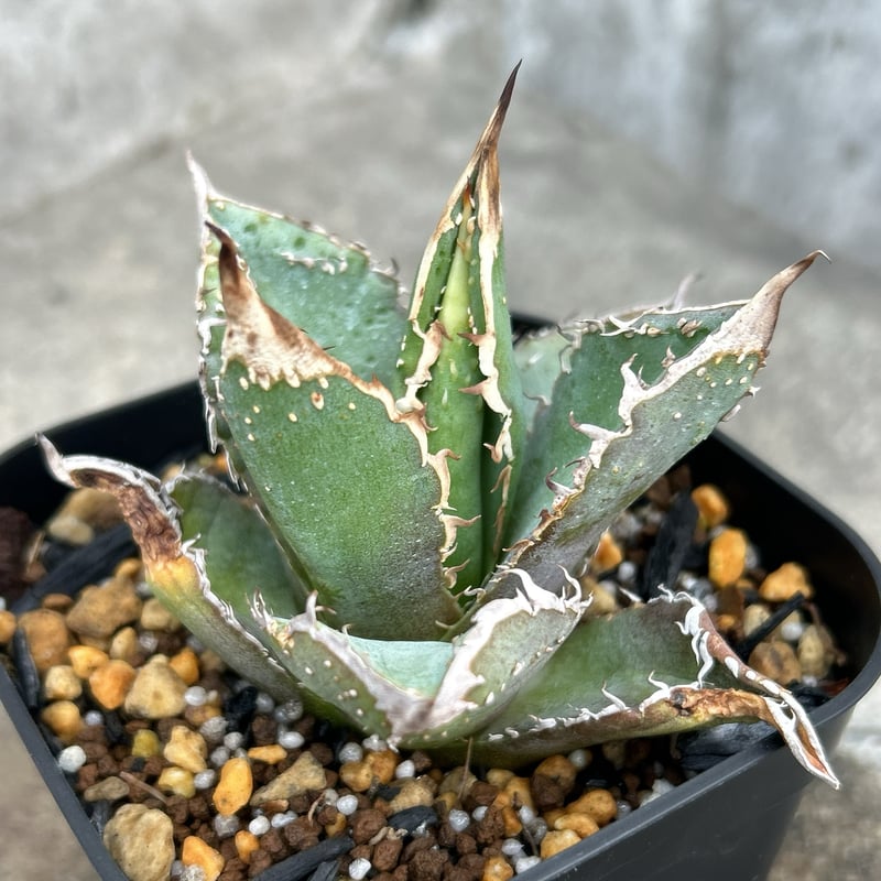 アガベ　チタノタ　豆豆龍　【鉢付き】 アガベ チタノタ 豆豆龍 Agave titanota totoro トトロ 鉢付き発送 |