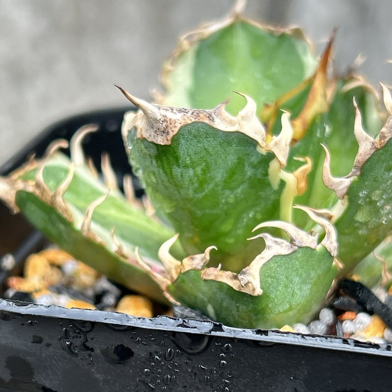 アガベ チタノタ レッドキャットウィーズル錦 地獄猫 赤猫錦 白覆輪斑