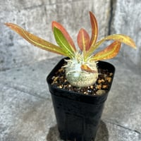 アガベ チタノタ 狼人錦 中斑錦 Agave titanota were wolf White