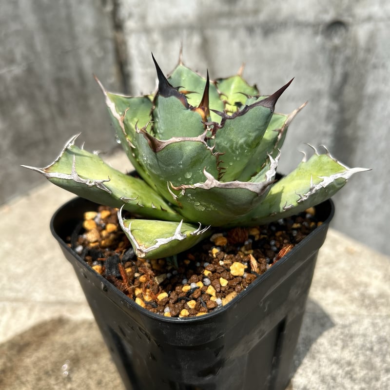 アガベ チタノタ 龍牙 agave titanota dragon fang 鉢付き発送 |
