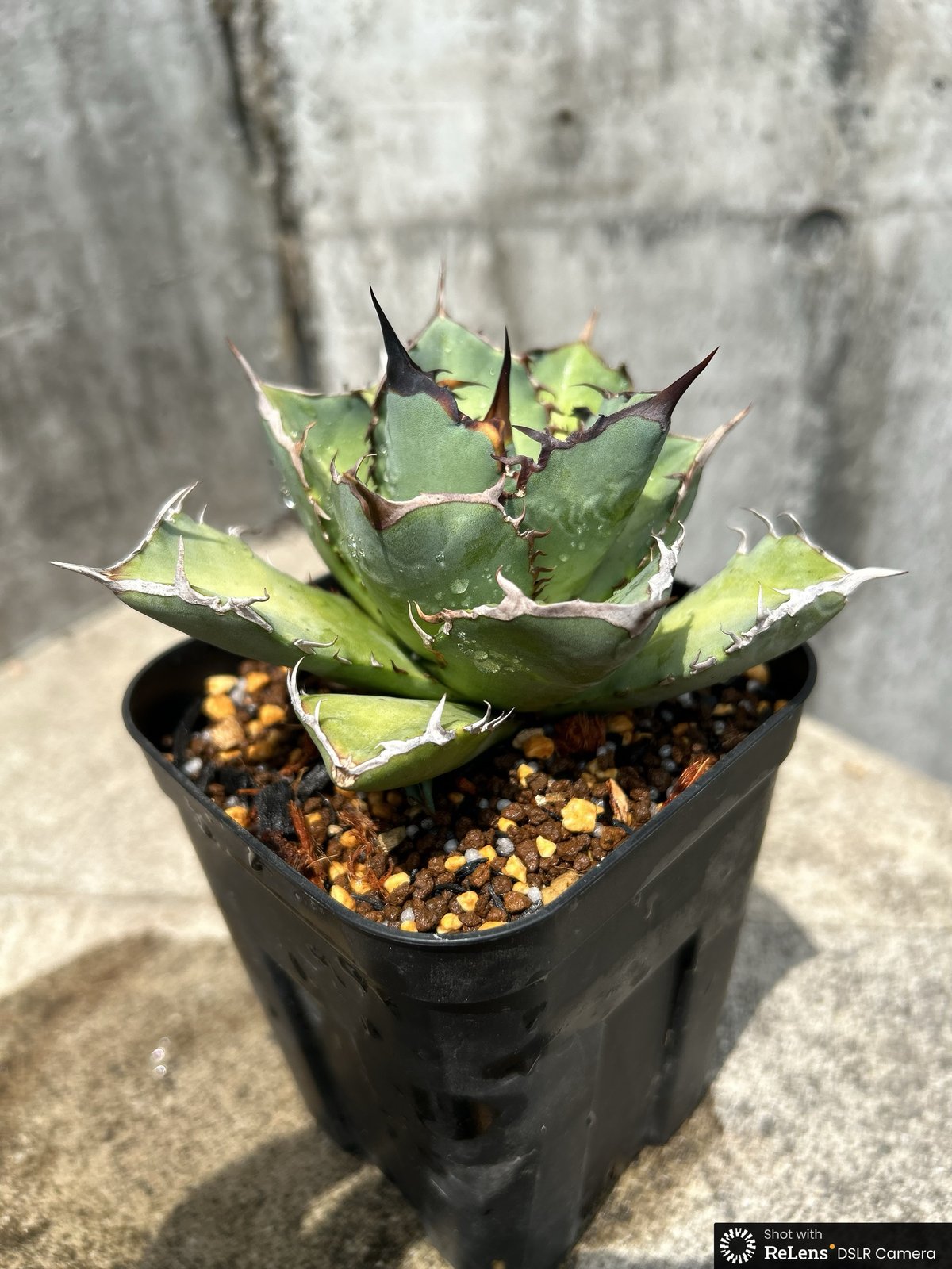 アガベチタノタ　龍牙 アガベ チタノタ 龍牙 agave titanota dragon fang 鉢付き発送 |