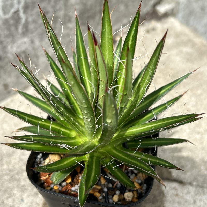 アガベ フィリフェラ 鉢ごと発送 BMP産)アガベフィリフェラ Agave filifera 鉢付き発送 | black