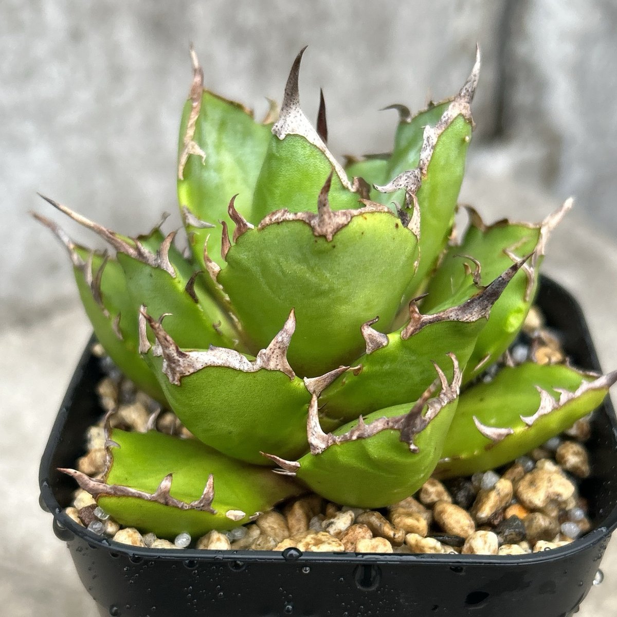 コンパクト、美形】アガベチタノタ鬼爪 Agave titanota 'Ghost Claw'