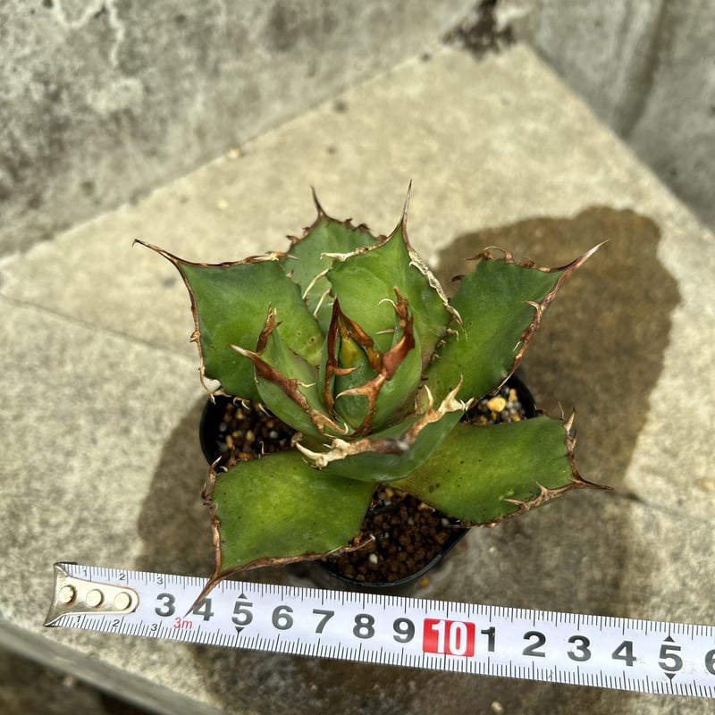 アガベ チタノタ FO-076 鉢付き発送 | blackmonster plants
