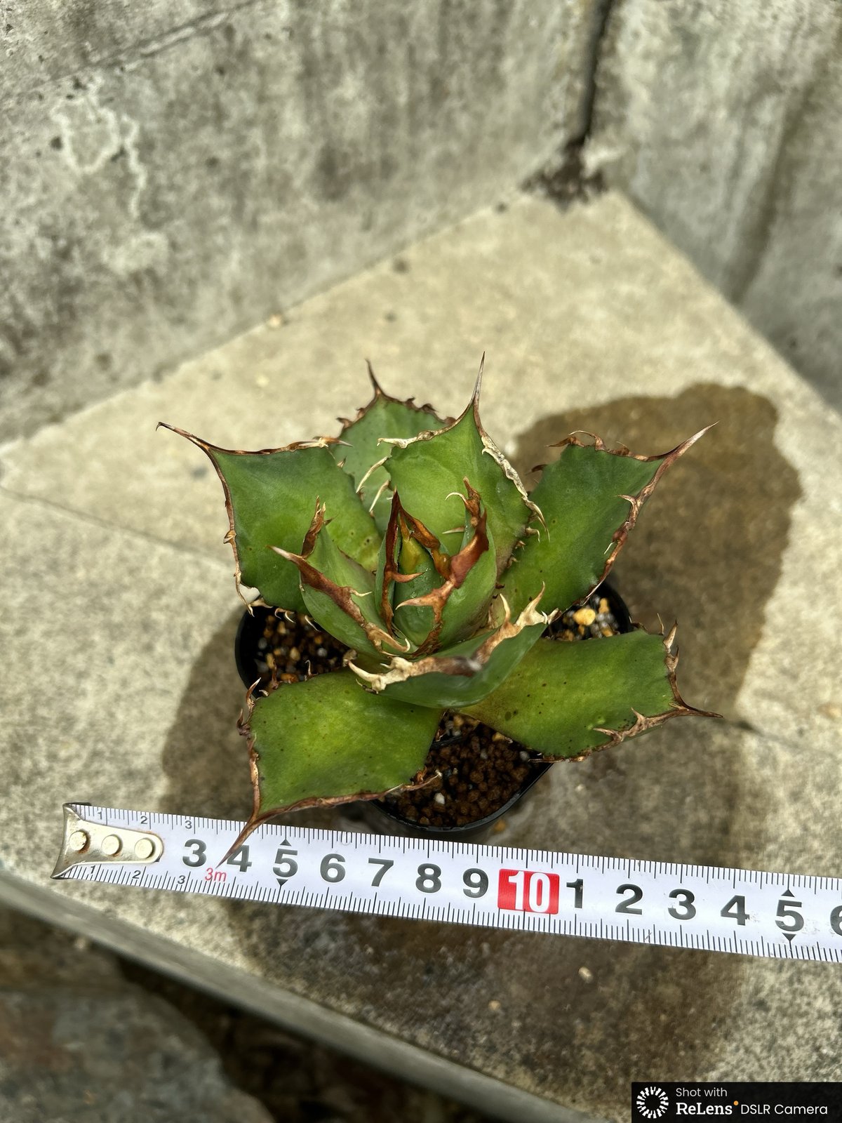 アガベ チタノタ FO-076 鉢付き発送 | blackmonster plants