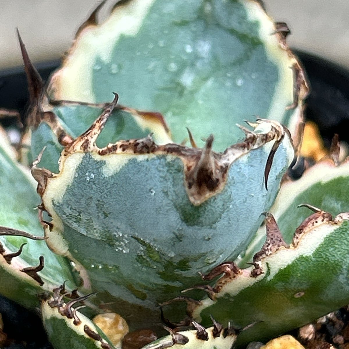 アガベ チタノタ ブラックアンドブルー 錦 白覆輪錦 Agave titanota Bla