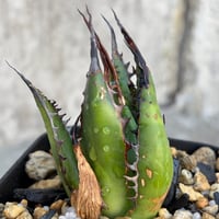 アガベ ホリダ ブツブツ表棘 Agave horrida 鉢付き発送