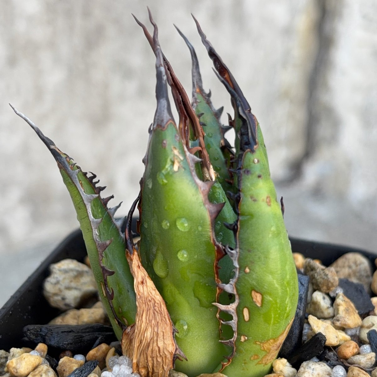 アガベ ホリダ ブツブツ表棘 Agave horrida 鉢付き発送 | blackmons