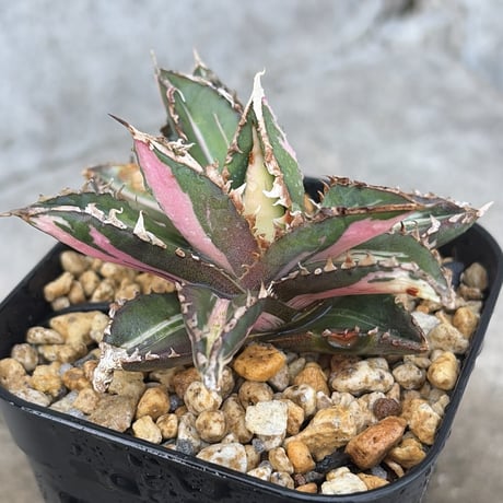 blackmonster plants