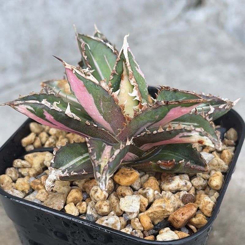 アガベ チタノタ 狼人錦 中斑錦 Agave titanota were wolf White