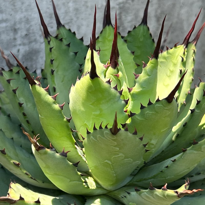 アガベ曲刺八荒雷神 陽炎タイプ 子株 鉢付き発送 | blackmonster