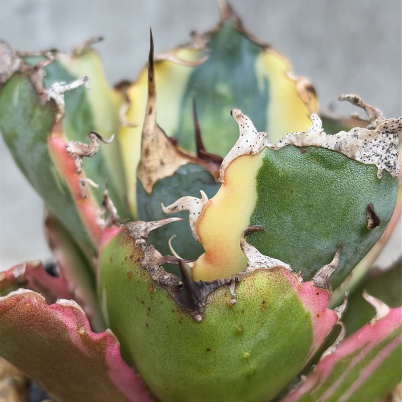 アガベ チタノタ 白鯨錦 白覆輪錦 Agave titanota 'White Whale'