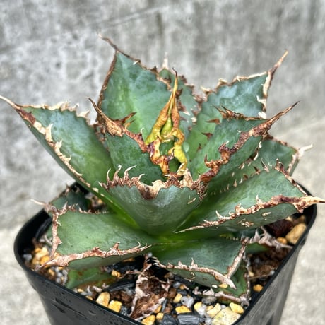 アガベ　Agave 狼人　狼人系　実生 アガベ Agave 狼人 狼人系 実生