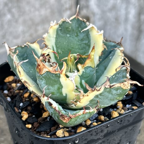 チタノタ　白鯨 アガベ・チタノタ ”白鯨” 3.5号鉢 | | チタノタ銘品シリーズ