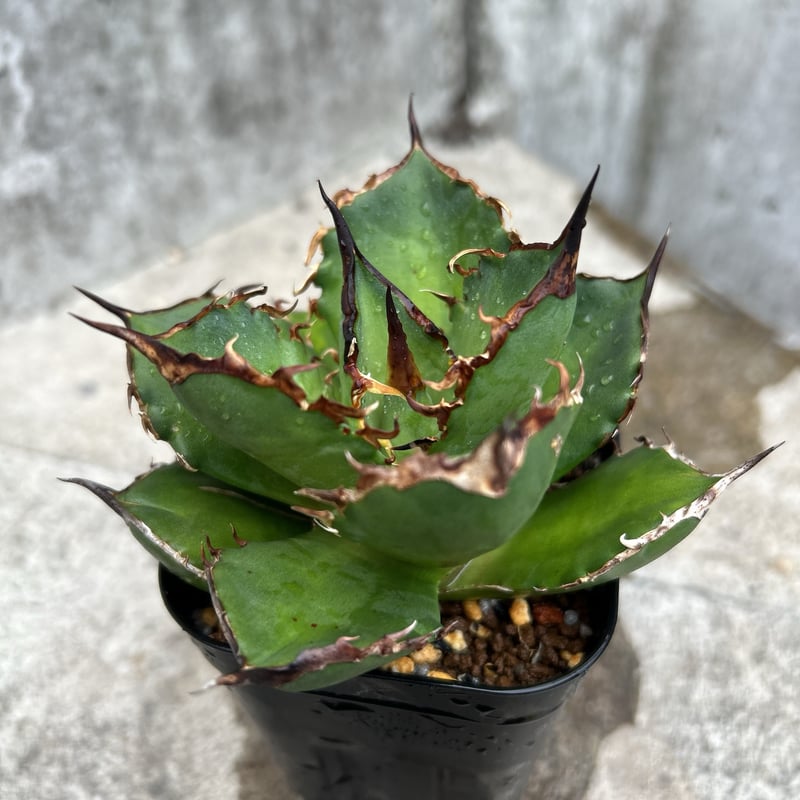 アガベ チタノタ シャークソード 鯊魚剣 鉢付き発送 | blackmonster