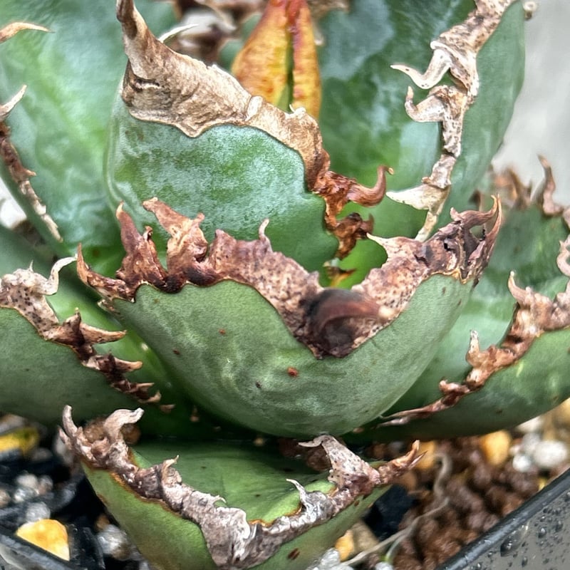 アガベ チタノタ 包心龍 Agave titanota Baoxinlong 鉢付き発送