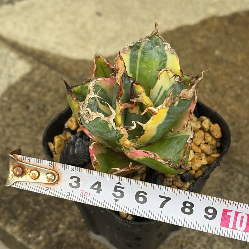 アガベ チタノタ 白鯨錦 白覆輪錦 Agave titanota 'White Whale'