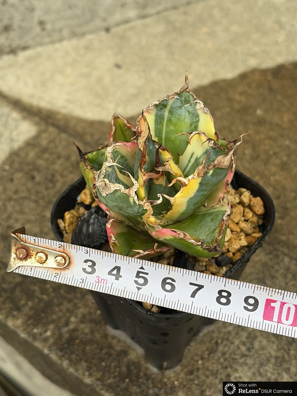 アガベ チタノタ 白鯨錦 白覆輪錦 Agave titanota 'White Whale'