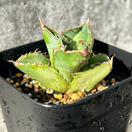 ストリート　アガベ　チタノタ　セット アガベ チタノタ XZ-12 Agave Titanota 