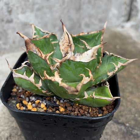 【Agave Titanota SAD】アガベ 南アフリカダイヤモンド fe0272709701aef8bdd3de0c013e34