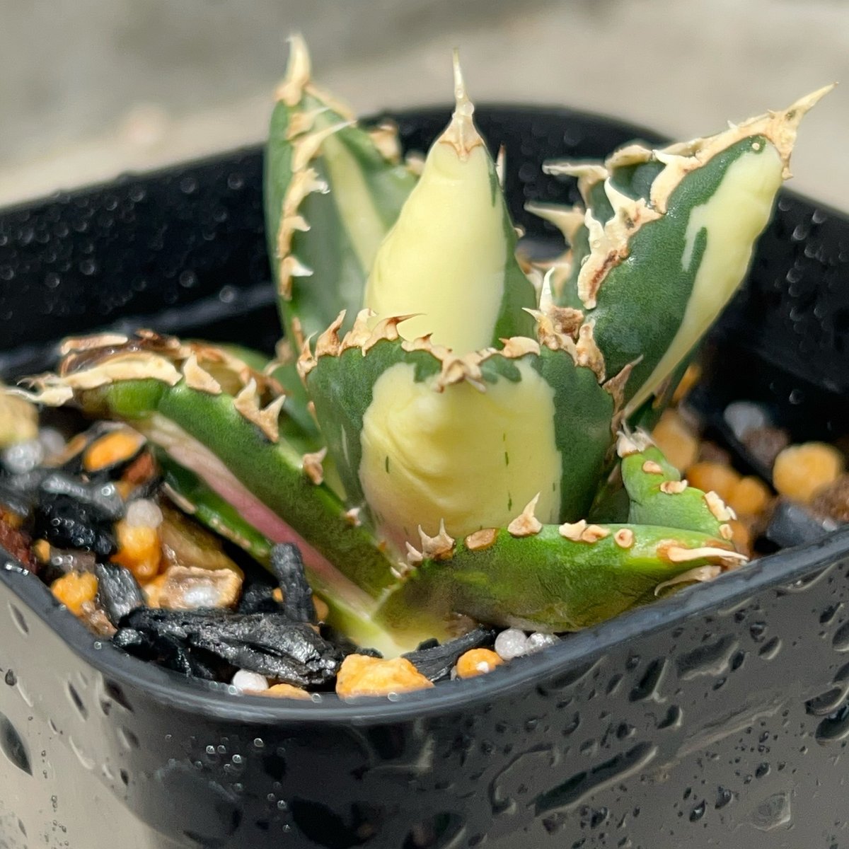 アガベ チタノタ 狼人錦 中斑錦 Agave titanota were wolf White
