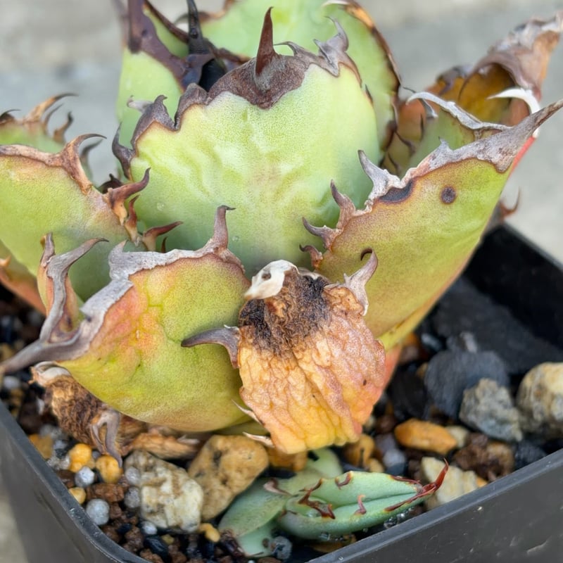 アガベチタノタオアハカ 子株2株付き Agave titanota oaxaca 鉢付き