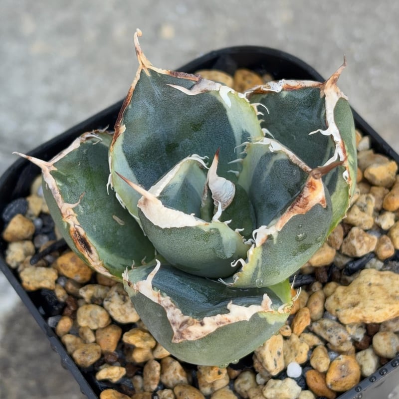 アガベ チタノタ 南アフリカダイヤモンド錦 白覆輪錦 Agave titanota