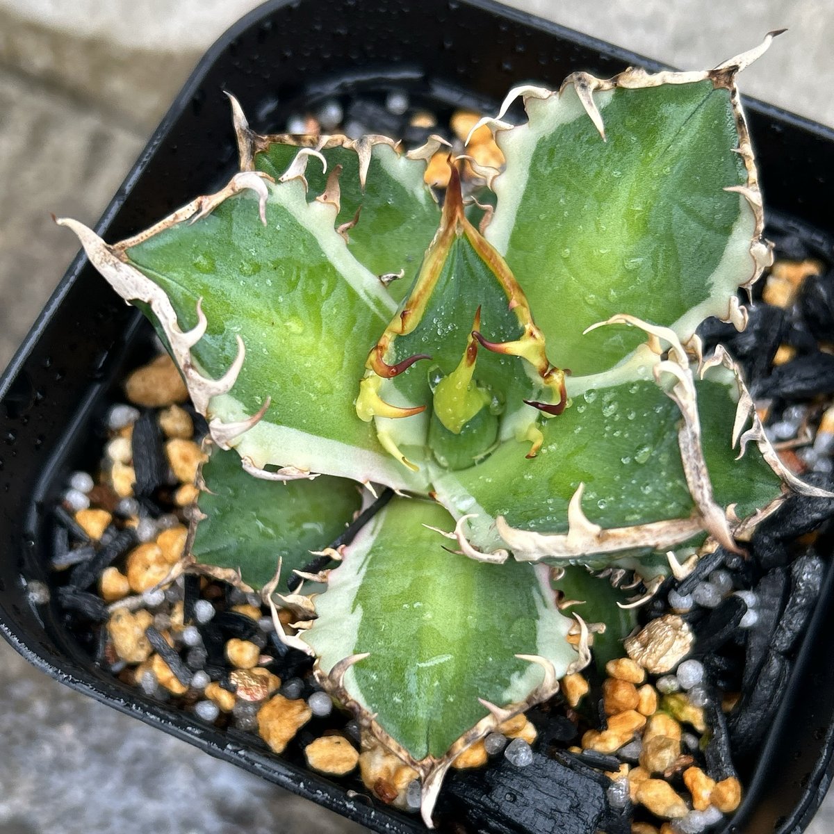 589【上澳園芸】アガベ レッドキャッ 赤猫錦 白覆輪斑 希少 精選優良血統 アガベ チタノタ レッドキャットウィーズル錦 地獄猫 赤猫錦 白覆輪斑