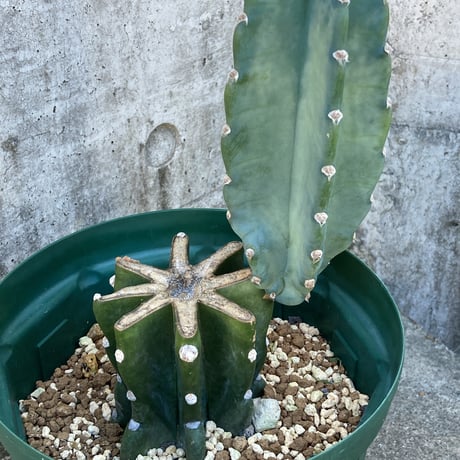 STORES サボテンの検索結果