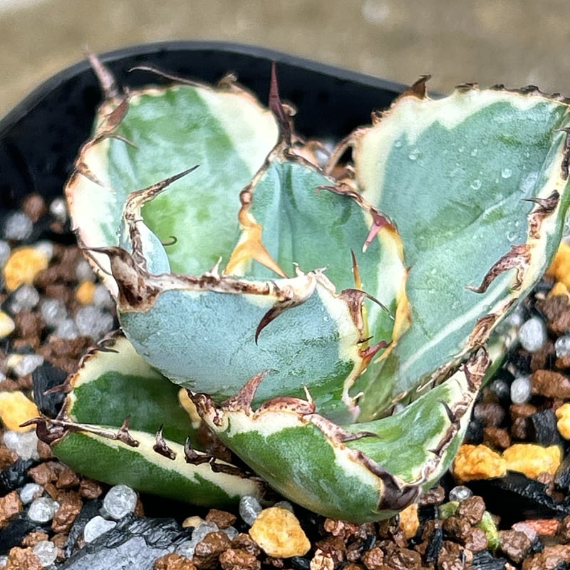 アガベ チタノタ ブラックアンドブルー 錦 白覆輪錦 Agave titanota Bla