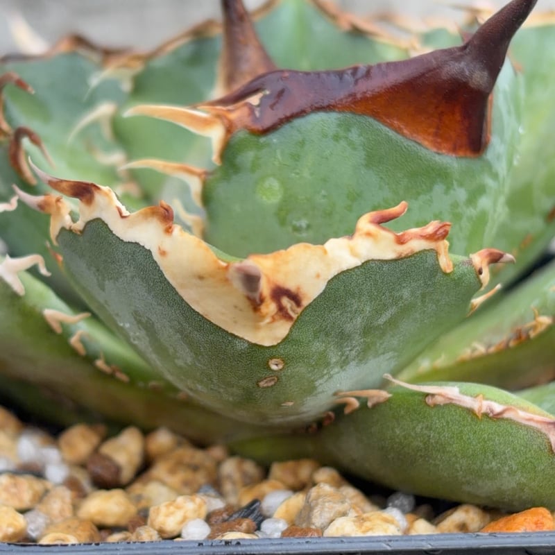 アガベオテロイオアハカ 子株2株付きAgave oteroi “Oaxaca”鉢付き発送