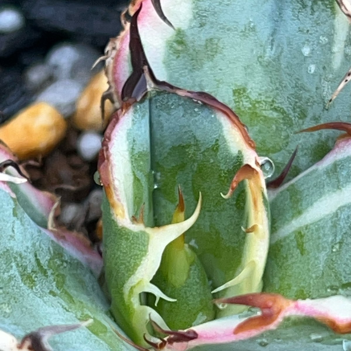 アガベ チタノタ ブラックアンドブルー 錦 白覆輪錦 Agave titanota Bla