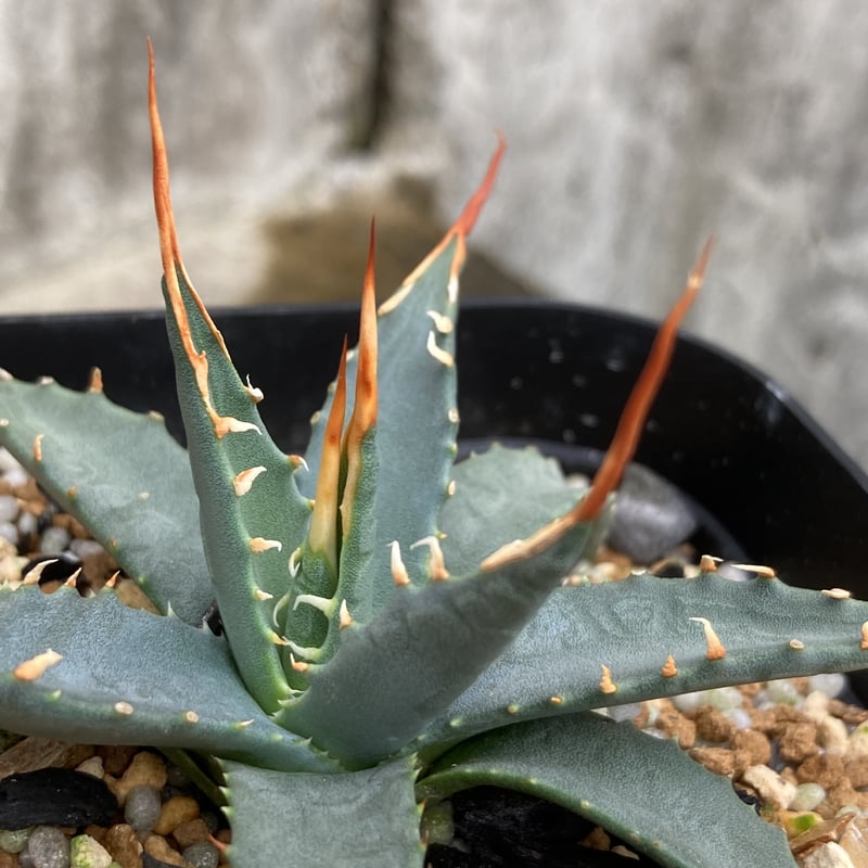 BMP産）アガベ ユタエンシス エボリスピナ Agave utahensis eboris...